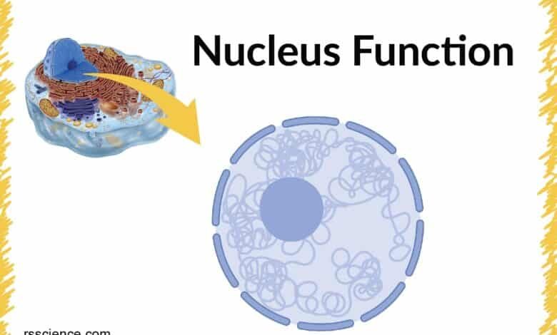 Who Discovered the Nucleus in the Cell?: A Step-by-Step Guide